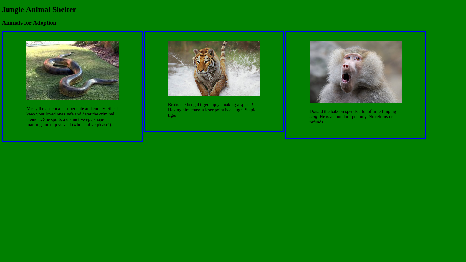 Animal Shelter website - More CSS styling